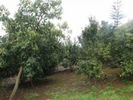 Chalet pareado