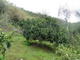 Chalet pareado