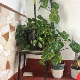 Semi detached house