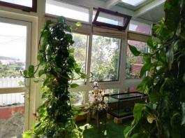 Semi detached house