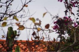 Semi detached house