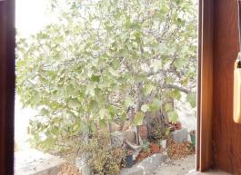 Semi detached house
