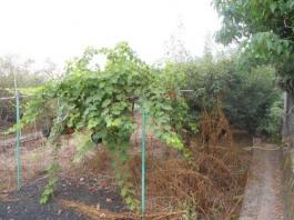 Semi detached house